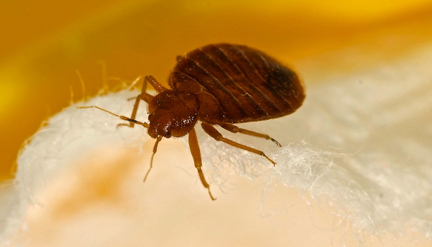 bedbug-cnv529654573-1400×800 Bed Bugs Control Services Company - Pest Off Pest Control - Sherman Texas