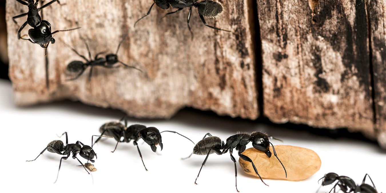 Ant Control Services Company - Pest Off Pest Control - Sherman Texas