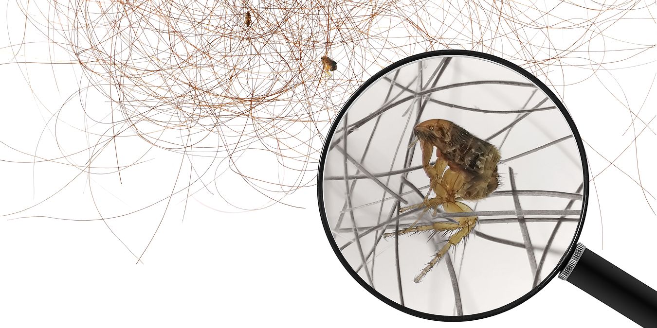 Flea Control Services Company - Pest Off Pest Control - Sherman Texas