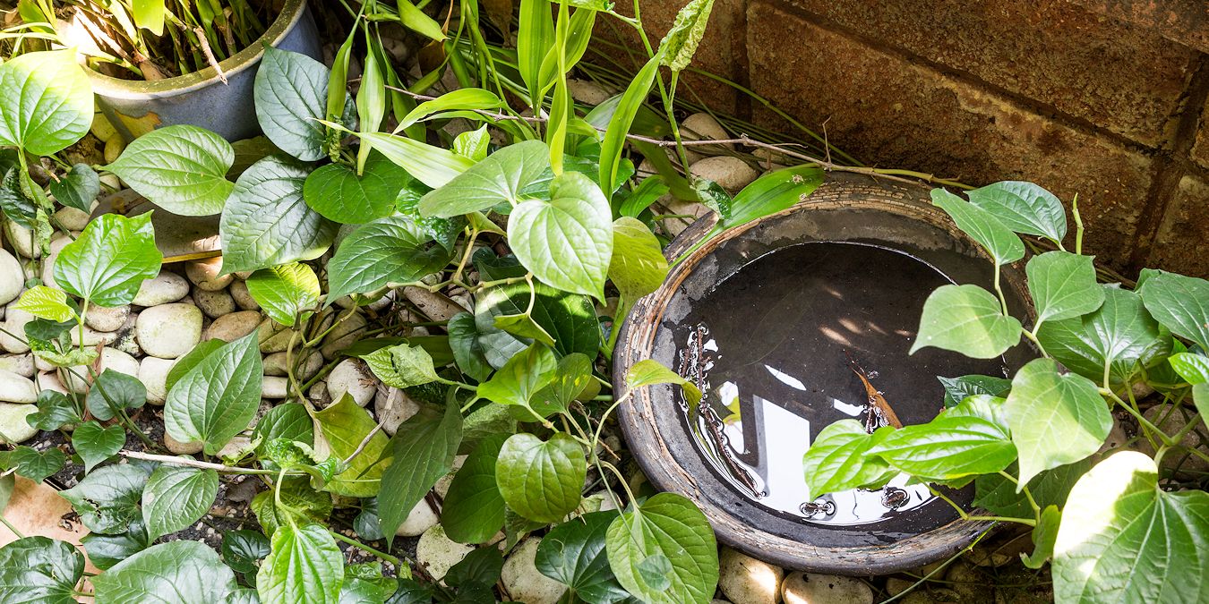 mosquito-control-ads105534393-1350×675 Affordable Mosquito Control Services in North Texas
