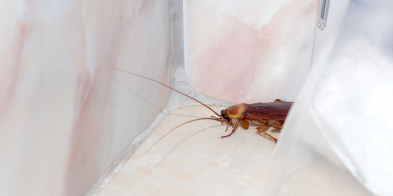 Winter Pest Control - Pest Off Pest Control Services - Sherman Texas