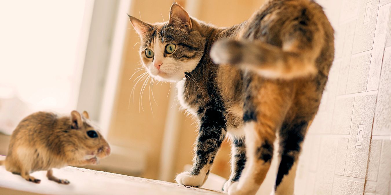 'Rodent Control Services by Pest Off Pest Control based in Sherman Texas