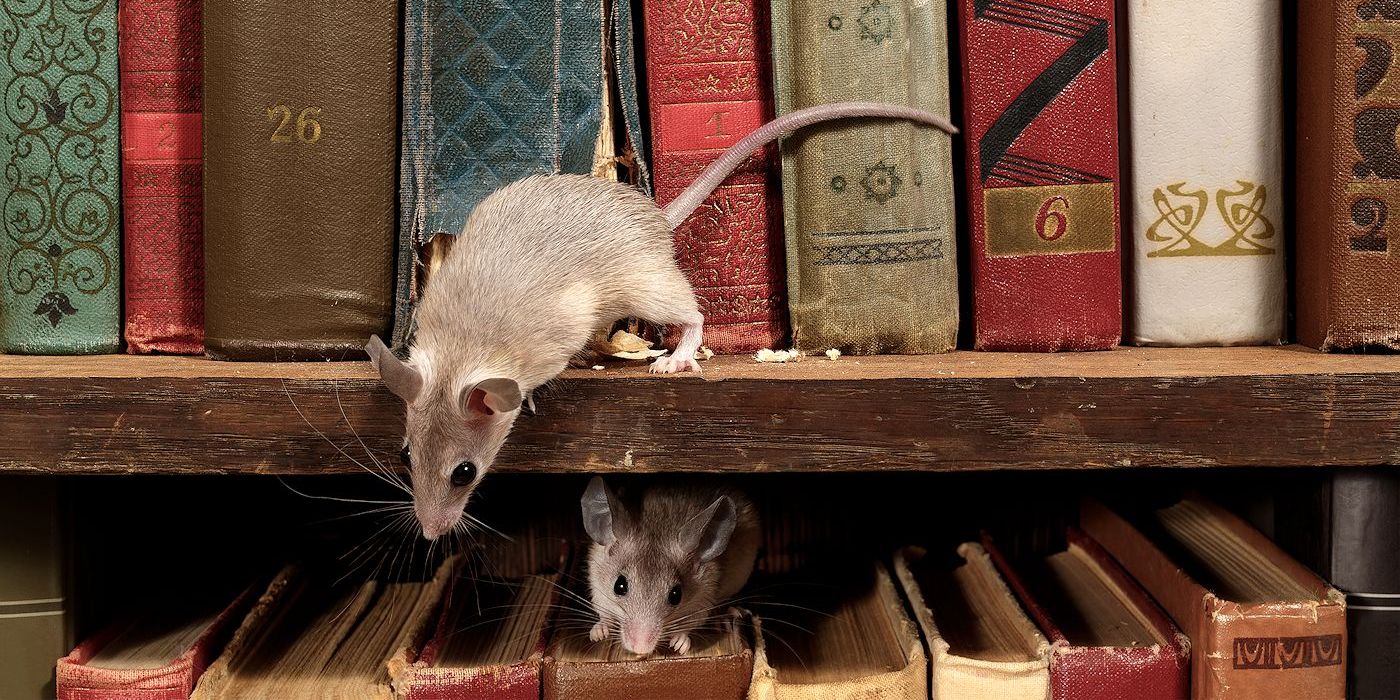 Cleaning Up After Rodents - Rodent Control Services - Pest Off Pest Control