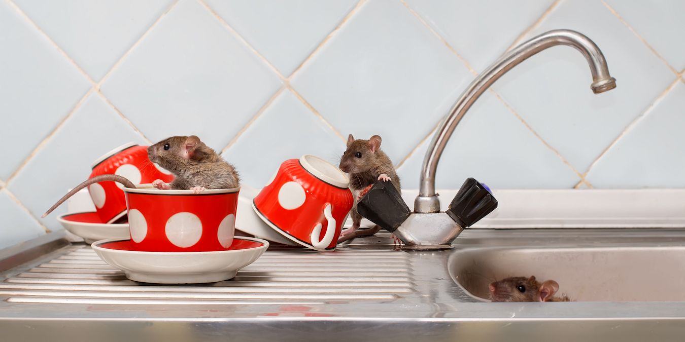 rodent-control-cnv-07-1350×675 'Rodent Control Services by Pest Off Pest Control based in Sherman Texas