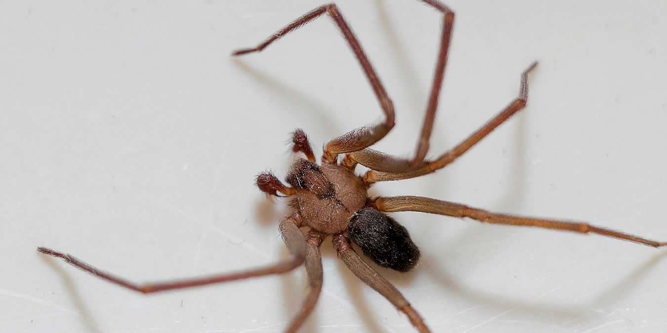 Texoma Spider Control Services  - Pest Off Pest Control - Sherman Texas