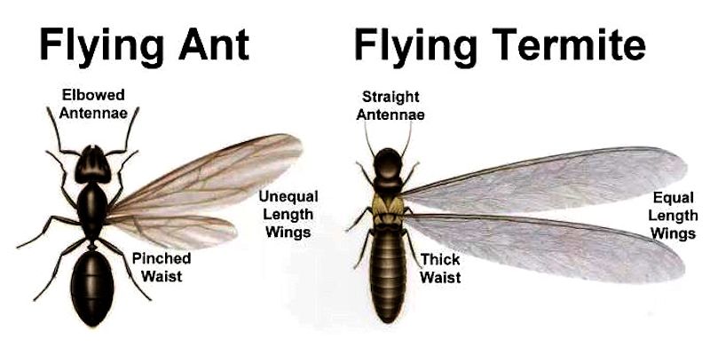 What do I do if I see winged insects that look like termites? - Pest Off Pest Control based in Sherman Texas
