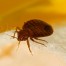 Bedbug Control Services - Pest Off - Sherman Texas
