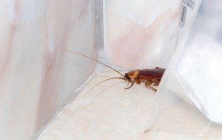 Winter Pest Control - Pest Off Pest Control