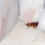 Winter Pest Control - Pest Off Pest Control