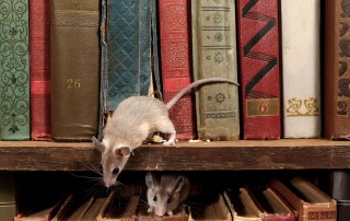 Cleaning Up After Rodents - Rodent Control Services - Pest Off Pest Control