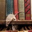 Cleaning Up After Rodents - Rodent Control Services - Pest Off Pest Control